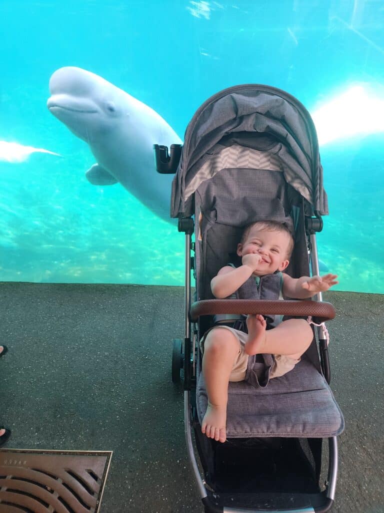 a smiling toddler in front of an aquarium holding a beluga whale