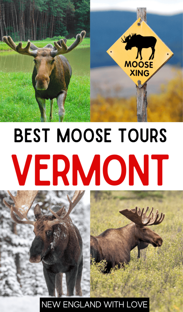 A pinterest graphic for best moose tours Vermont with four images of moose