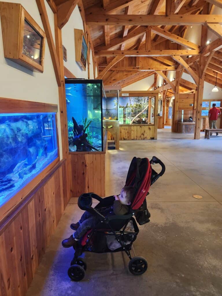 aquarium tanks line a wall of a museum space, a child in a stroller looks on