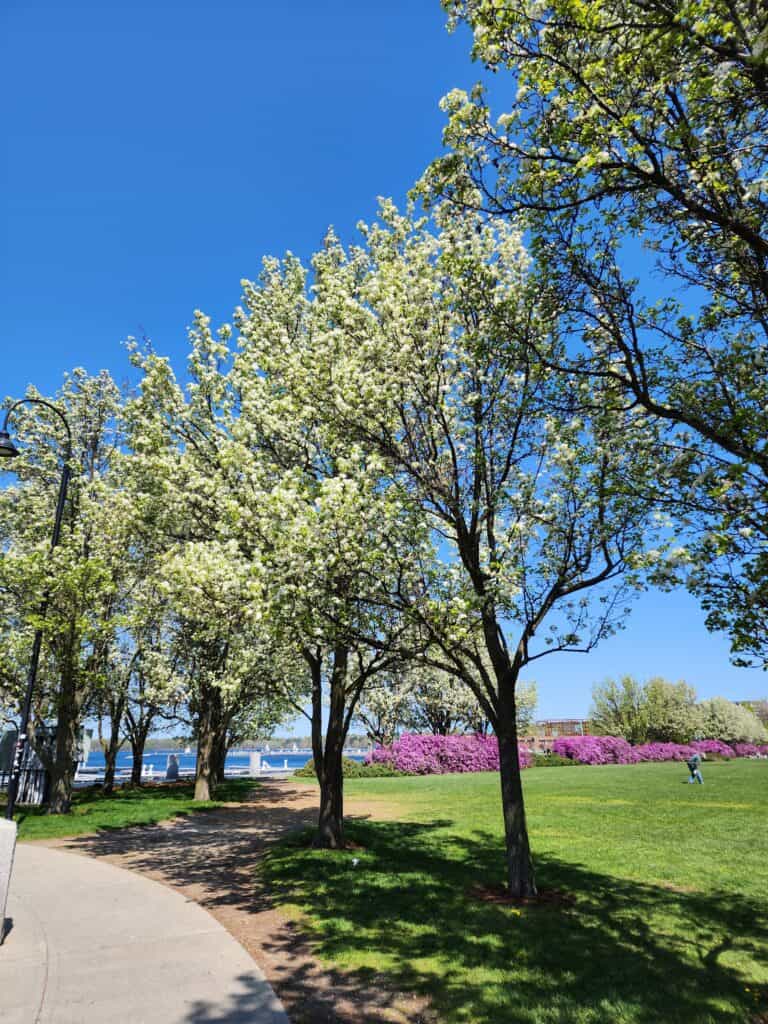 Flowering trees on a walkway near Lake Champlain in Burlington, Vermont
