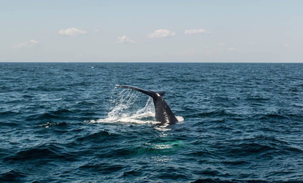a whale tail sticking out of a bright blue ocean - gloucester massachusetts