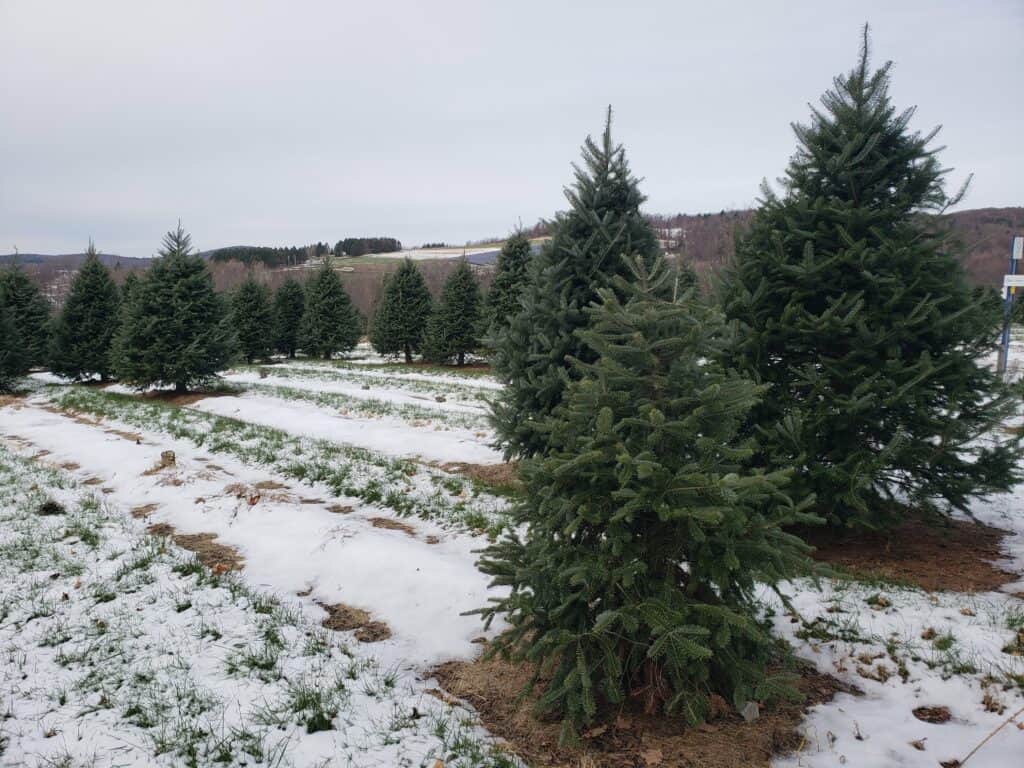 a quiet christmas tree farm in a vermont winter