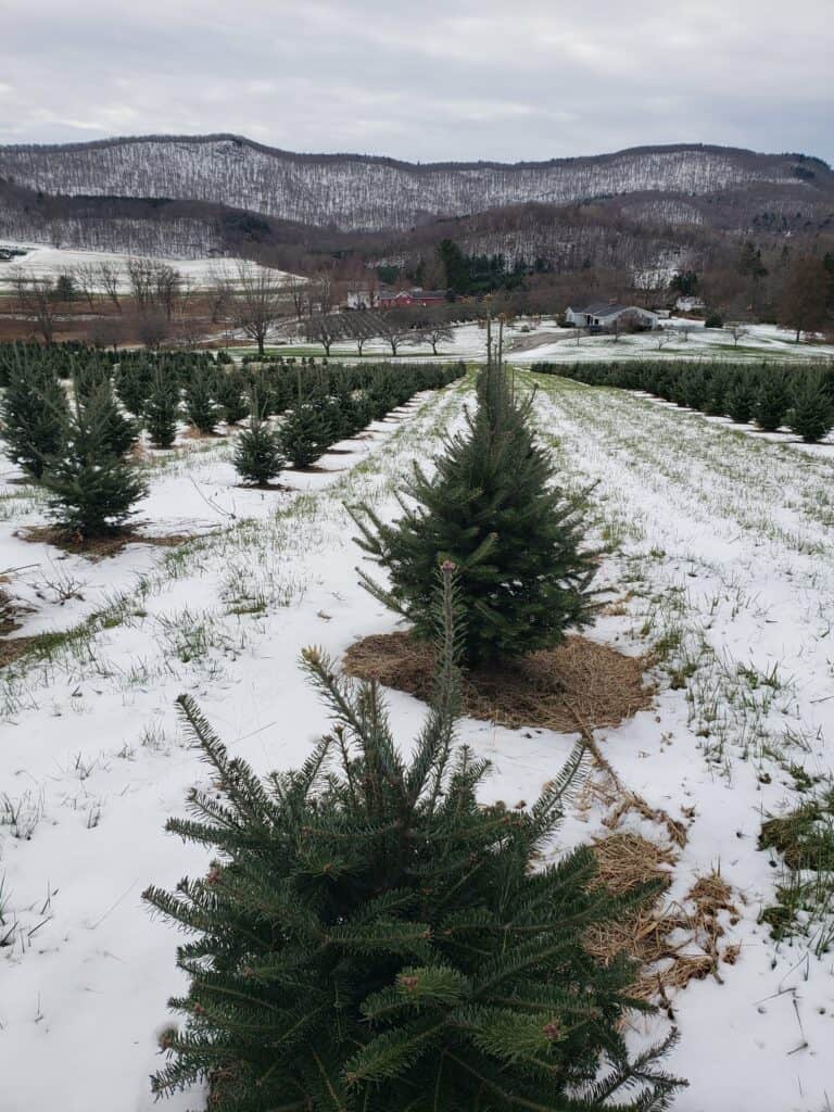 a snowy christmas tree farm in vermont stretching into the distance, with mountains and a barn ahead