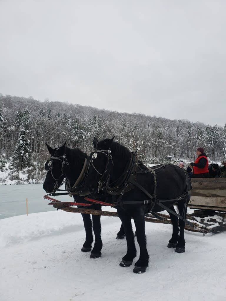 2 black horses in front of a sleigh in a winter landscape, vermont