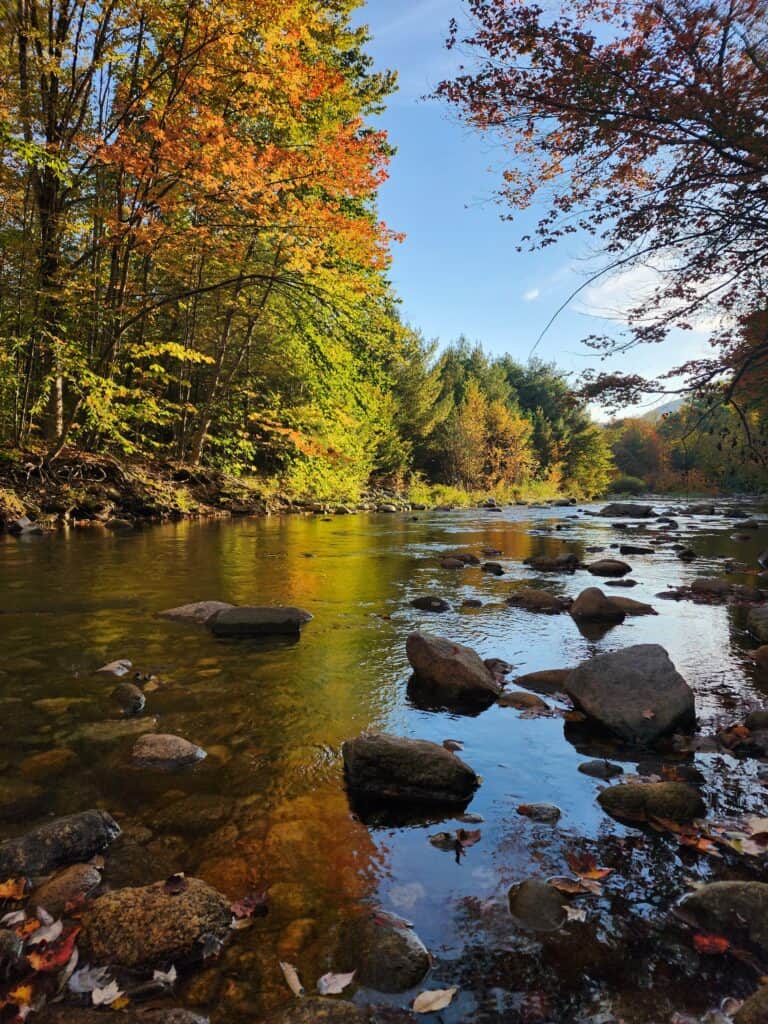 a calm river with stones and fall trees in the distance