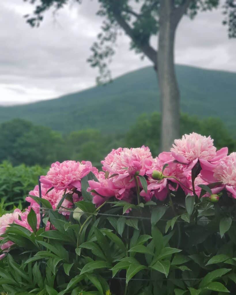 bright pink flowers with the backdrop of a green mountain and a tree, a cloudy day in Vermont