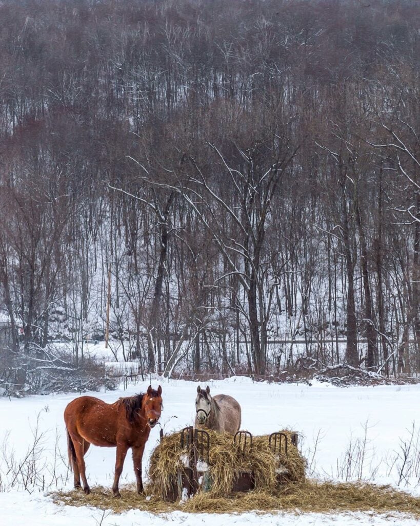 horses standing in a snowy field in vermont, eating a pile of hay