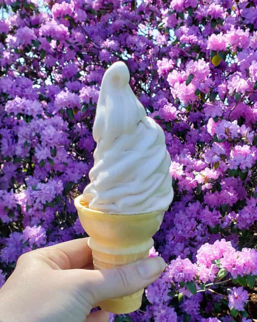 a hand holds a vermont maple creemee soft serve ice cream in front of purple flowerd