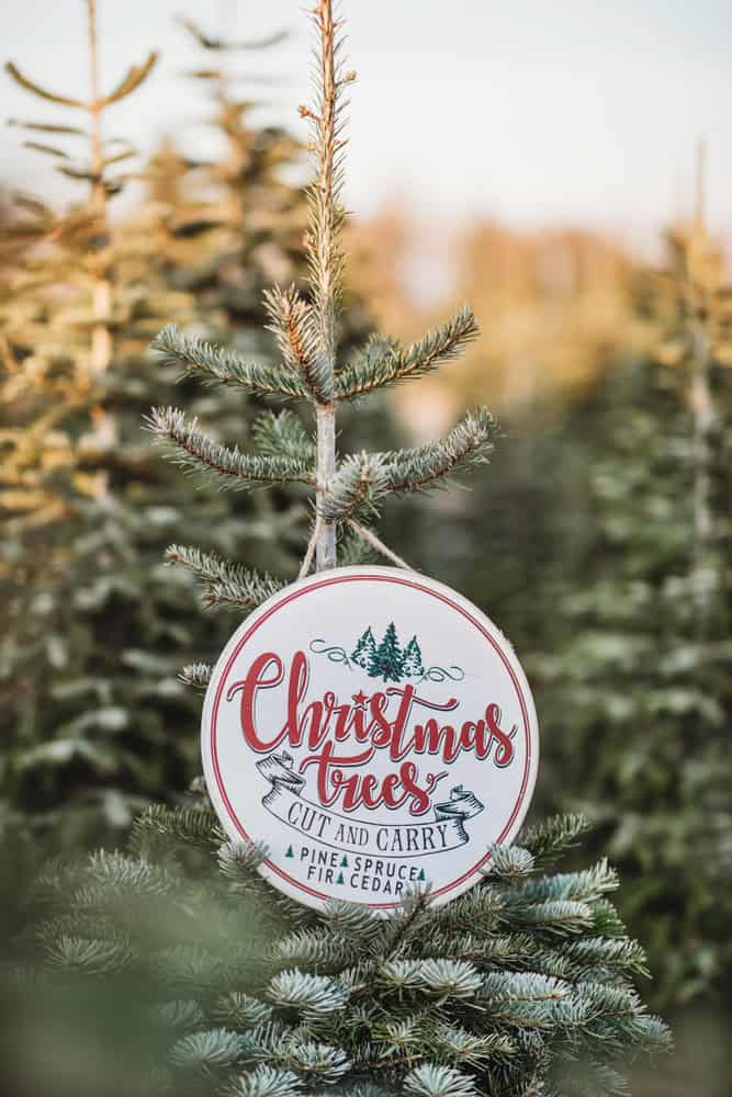 christmas tree sign hanging on outdoor christmas trees