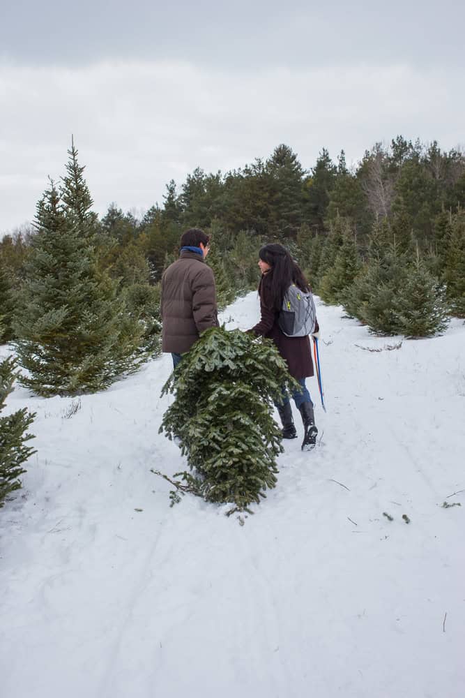 man and woman drag a cut christmas tree through the snow at a christmas tree farm