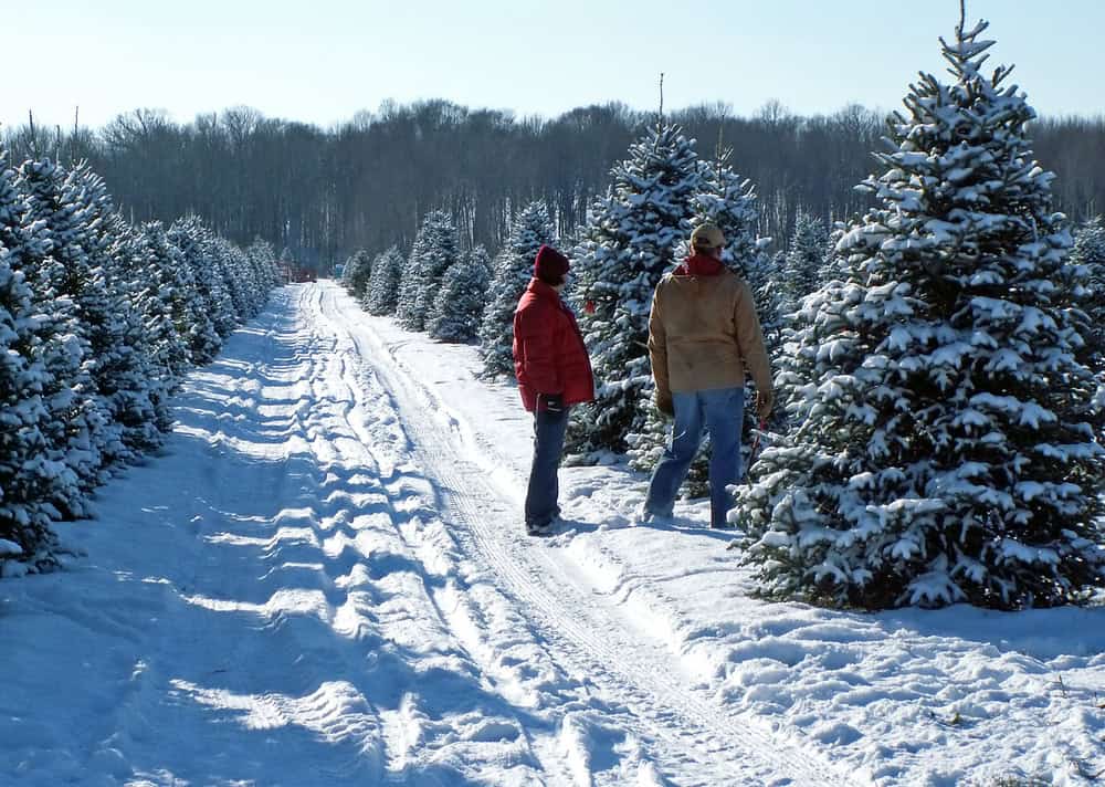 a man and woman in winter clothes stand in a snow covered christmas tree farm