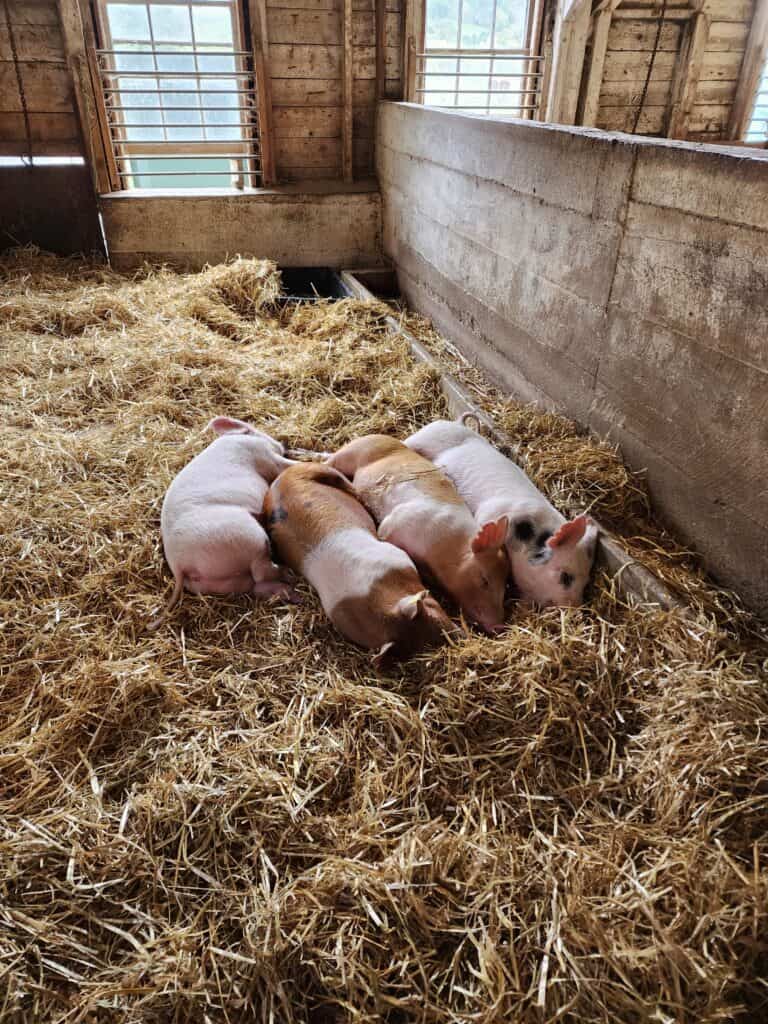 A group of young pigs cuddling together on a bed of straw inside a rustic barn, an adorable sight for visitors enjoying agritourism activities in Vermont.