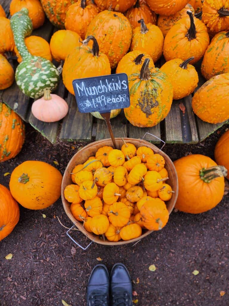 A vibrant display of fall in New England with a variety of pumpkins and gourds spread on a wooden pallet. In the foreground, a basket filled with small, bright orange 'Munchkins' priced at $1.49 each, beside a pair of black shoes standing on the autumnal ground.