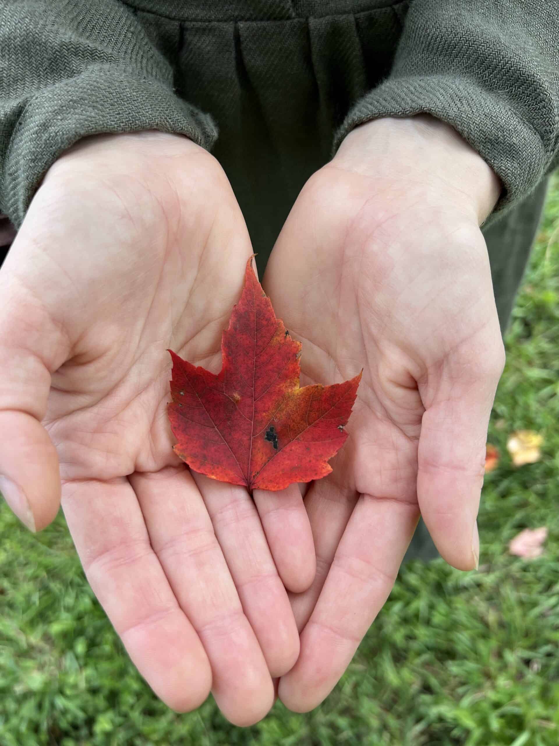 Close-up of two hands gently holding a vibrant red maple leaf, symbolizing fall activities in New England, with a soft focus on the green grass background