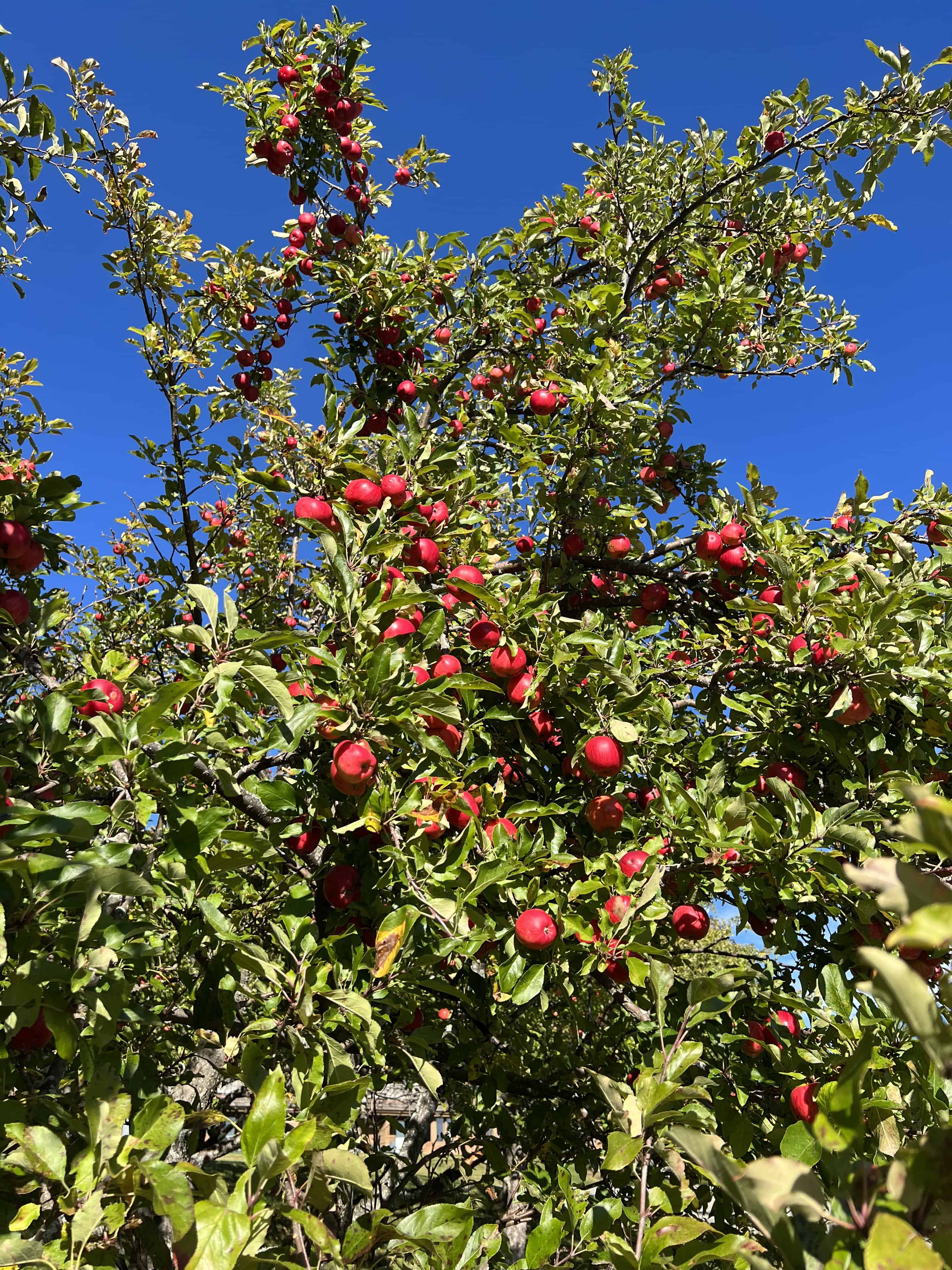 a bright blue sky on a sunny day provides the backdrop for the branches of an apple tree boasting full, red apples