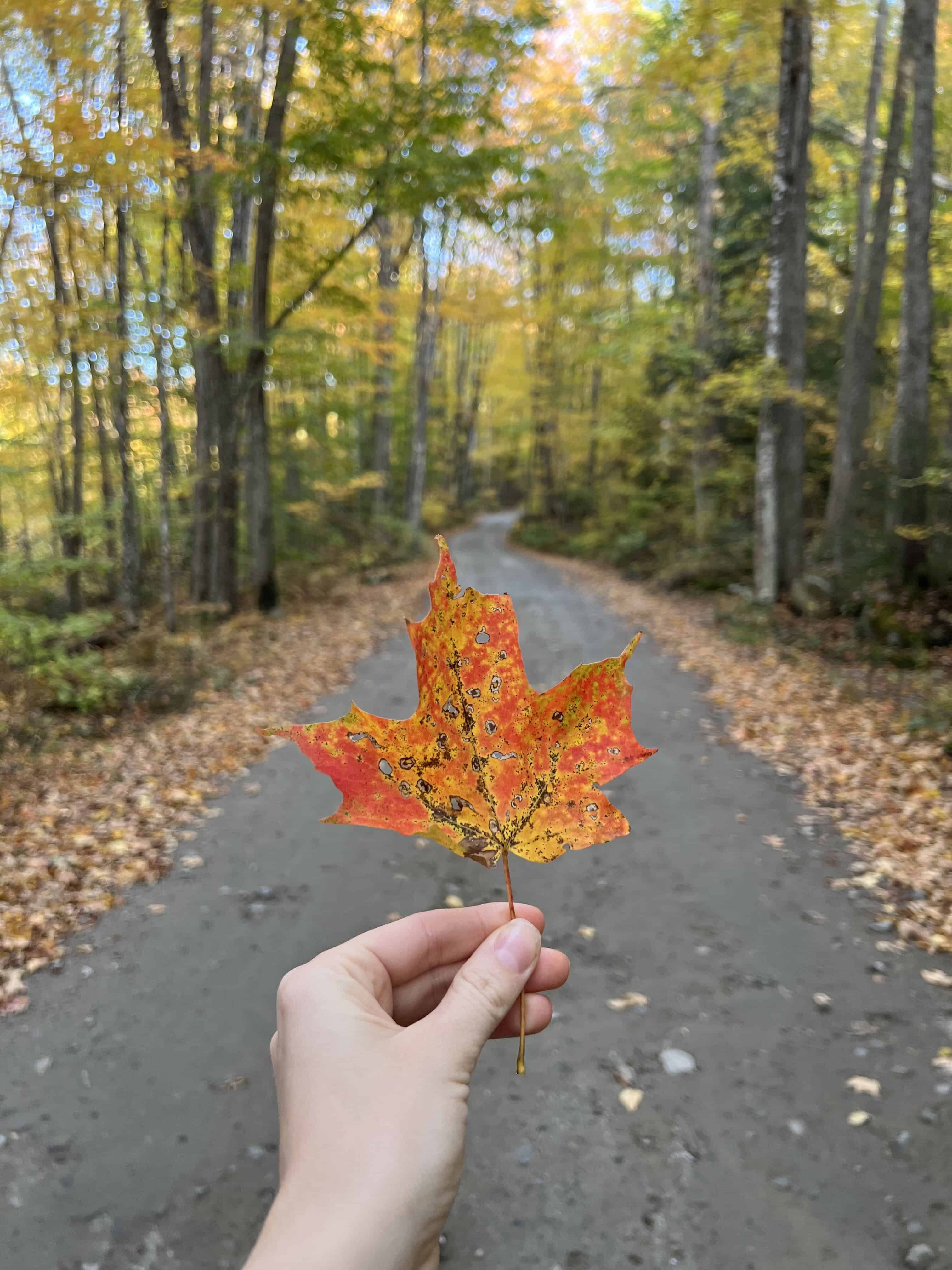 A hand holding a single maple leaf with splotches of orange and yellow, with a soft-focus background of a peaceful forest path in New England, a prime place to visit in the fall
