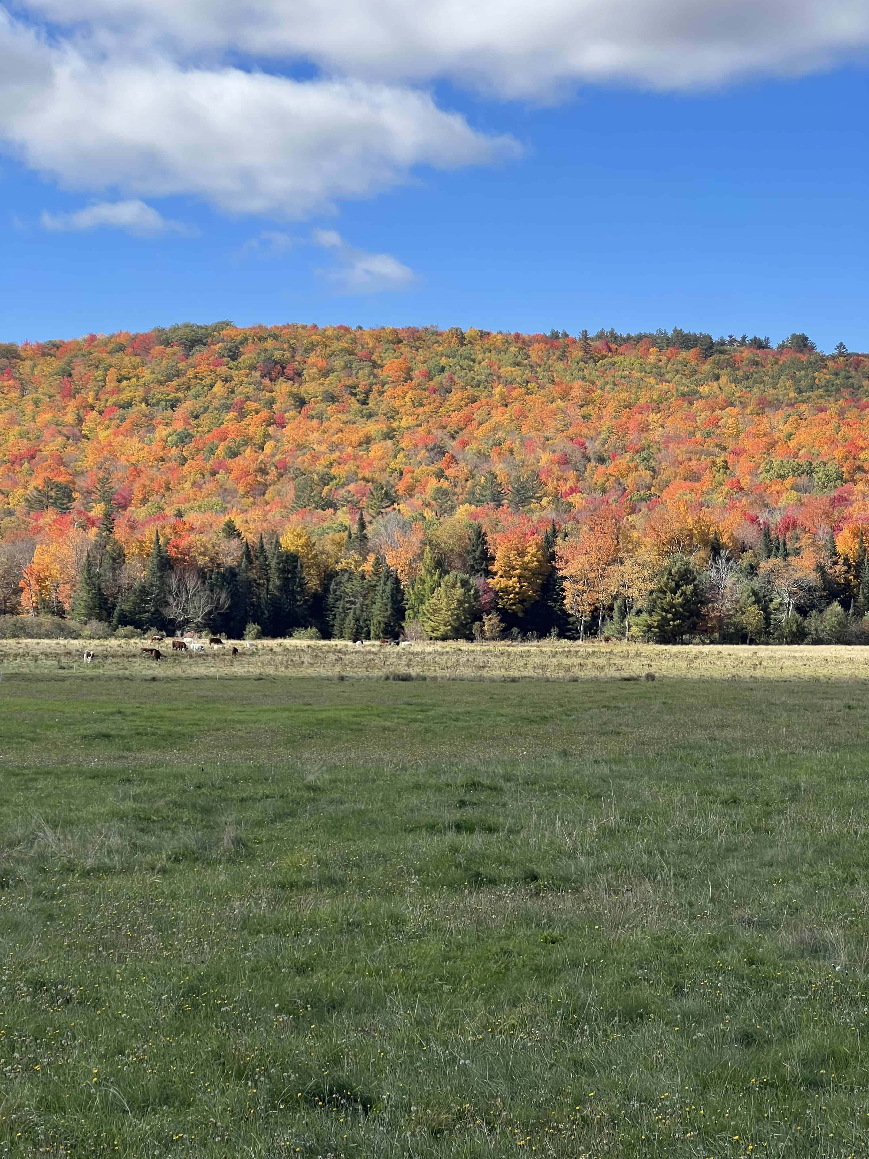 a large grassy field is set in front of a low hill that is covered in fall foliage: this is a New England autumn scene