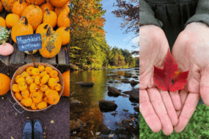 A trio of images capturing fall in New Hampshire: On the left, a vibrant display of pumpkins with a sign reading "Munchkins $1.49 each" set atop a rustic wooden cart. The center image reveals a serene river meandering through a forest ablaze with autumnal hues, the water reflecting the fall foliage. On the right, a close-up of someone's open palms cradling a single, vivid red maple leaf, emphasizing the personal connection to the season's beauty.