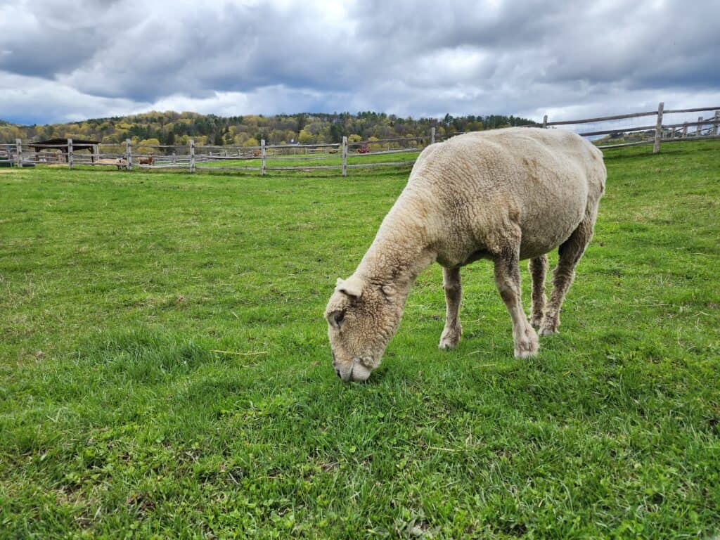 A grassy field with a sheep grazing and a wooden fence and rolling hills beyond it at Billings Farm & Museum in Woodstock, Vermont